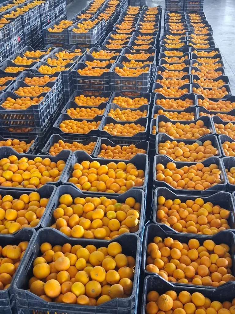 Hrvatska: Arivera Fruit planira pakovati 10.000 tona mandarina u Opuzenu