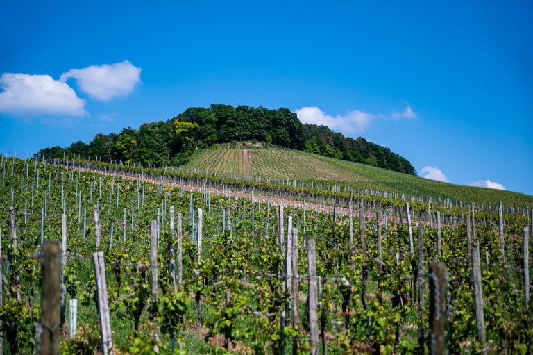 Slovenija: digitalna karta preko četiri miliona vinograda za vinarstvo